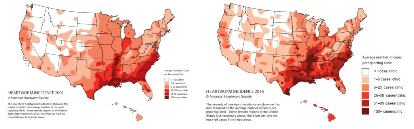 Can You Buy Heartworm Medicine for Dogs Over the Counter: The Truth Revealed