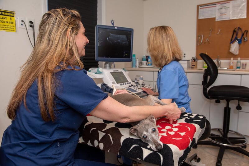 Hickory Veterinary Radiology