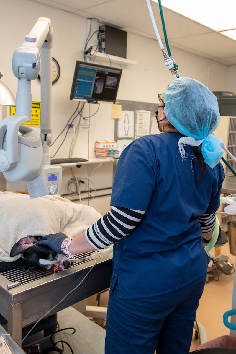 Hickory Veterinary Radiology