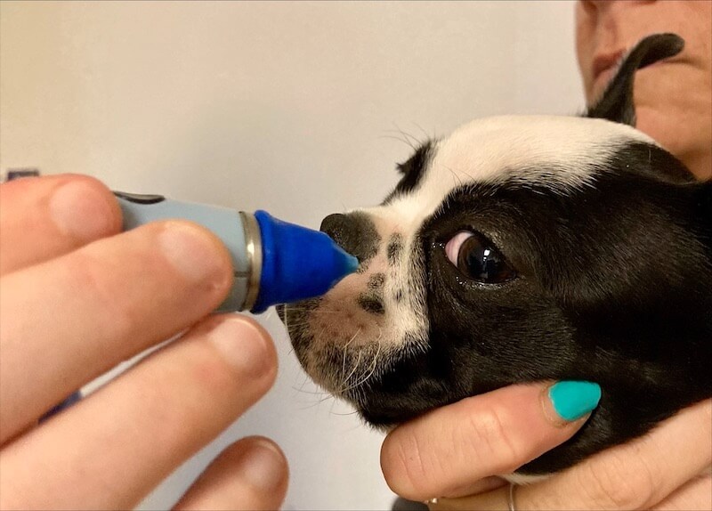 Hickory Vet Opthalmology Boston Terrier Eye Exam