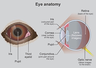 Hickory Vet Opthalmology Eye Diagram