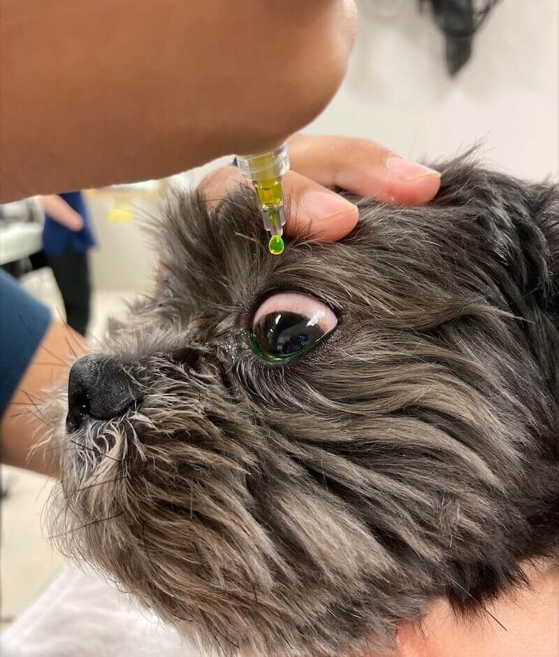 Hickory Vet Opthalmology Eye Drops