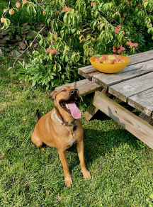 Cute dog sitting in front of a peach tree