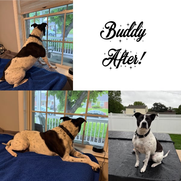3 photos of a happy dog