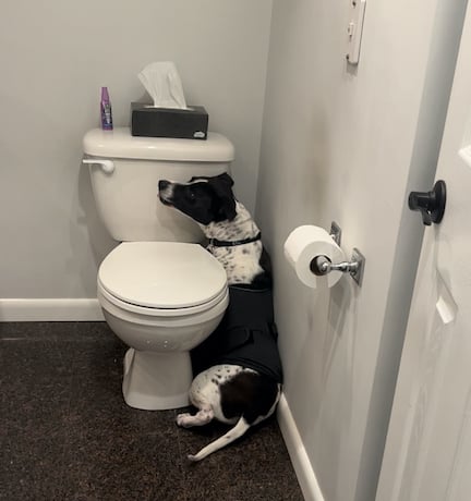 scared dog hiding in bathroom