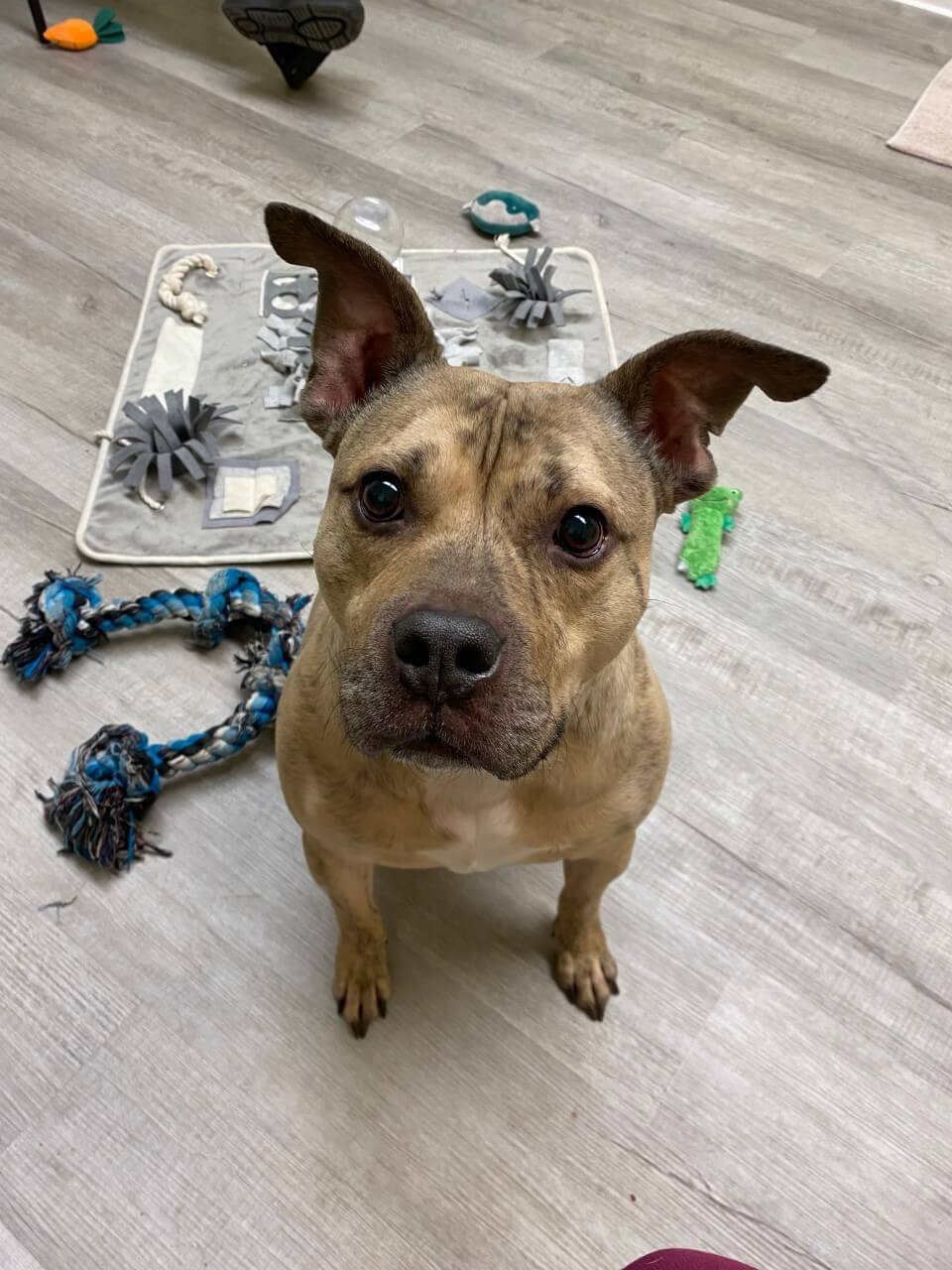 Dog in Behavior room training