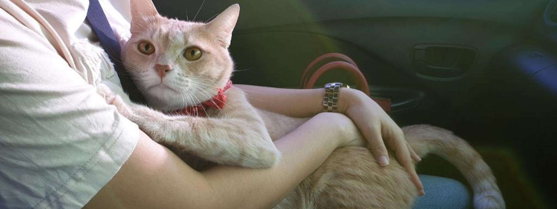 Cat separation anxiety treatment outlet